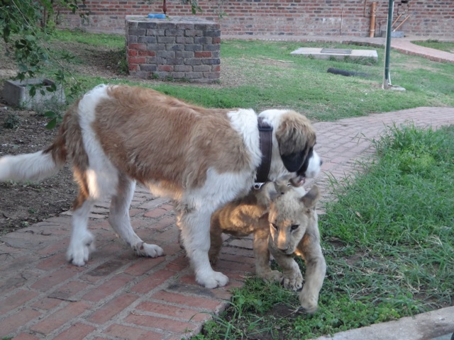 With the Saint Bernard puppy