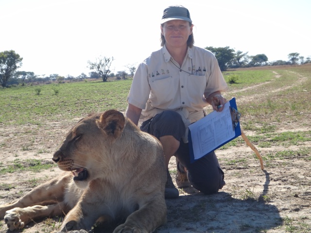 Lion Walk, taking data