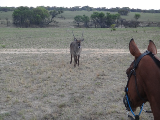 A waterbuck