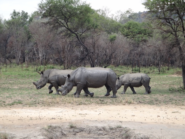 Rhinos