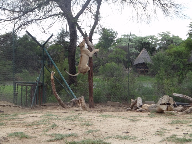 Feeding Penya and Paza