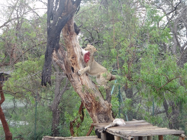 Feeding Penya and Pazza