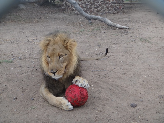 Research to see If lions are attracted by red