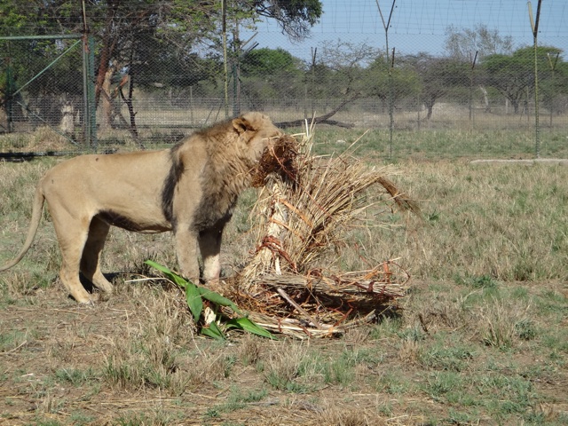 Lion eating grass !