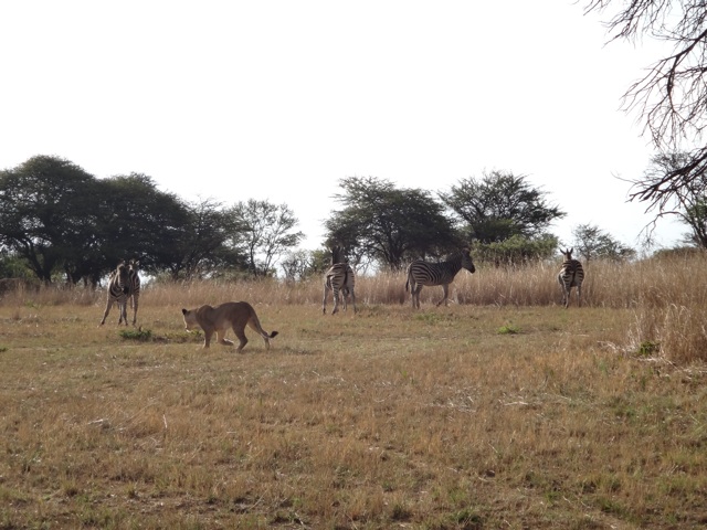 Lion chasing zebra