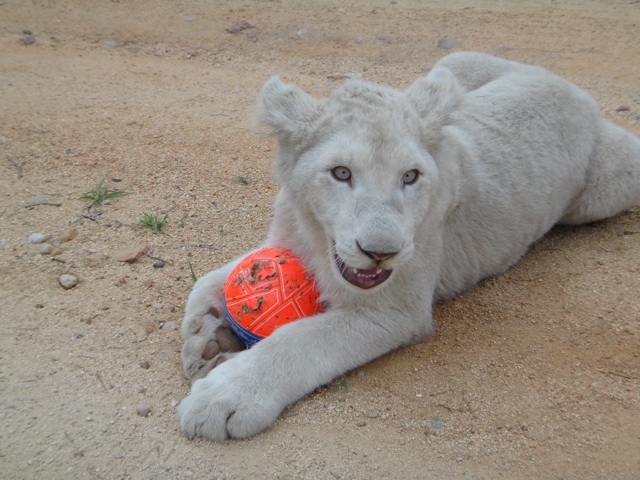 "Bear" the 7months old lion cub