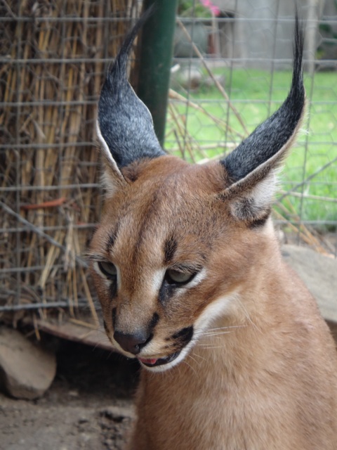 One of the caracals