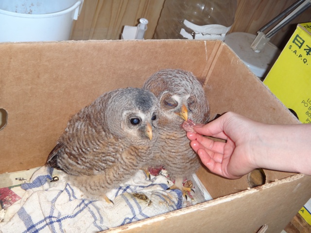 Les b&#233;b&#233;s chouettes