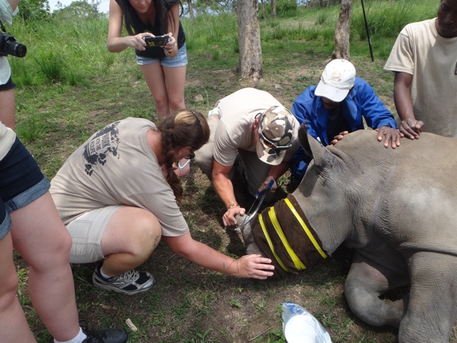 Curling the horn of the rhino 