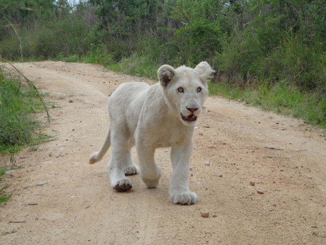 Bear, the lion Who biT me