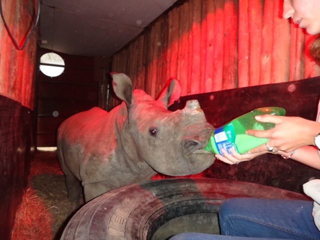 Thimbi buvant un de ses biberons