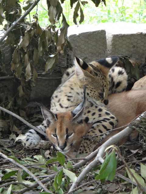 Retrouvailles entre serval et caracal