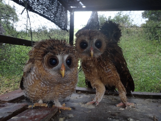 Wet Wood owls