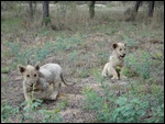 The two 3 and a half months old cub