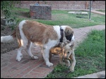 With the Saint Bernard puppy