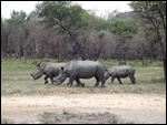 Rhinos