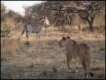 Lion and zebra