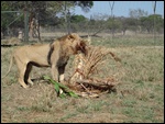 Lion eating grass !