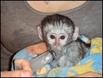 Button, the baby vervet monkey