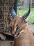 One of the caracals