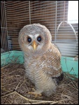 Baby owl