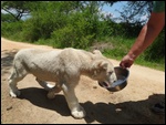 Making Bear walk back to his enclosure !