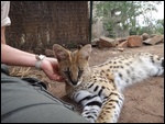 Some cudly Time with one of the servals