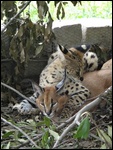 Retrouvailles entre serval et caracal