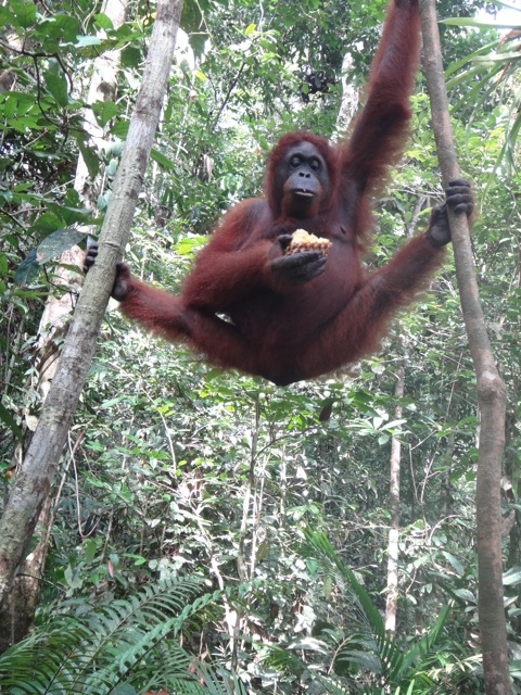 Orang Outang mangeant de l'annanas