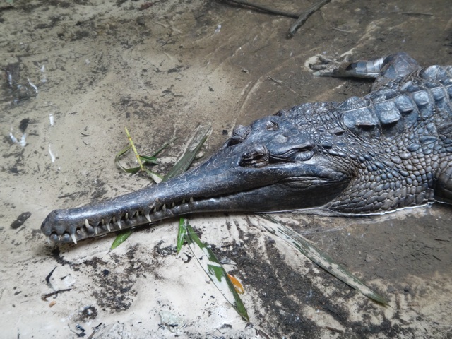 Un crocodile de rivière.