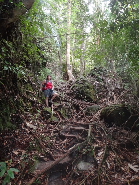 Le chemin dans la forêt.