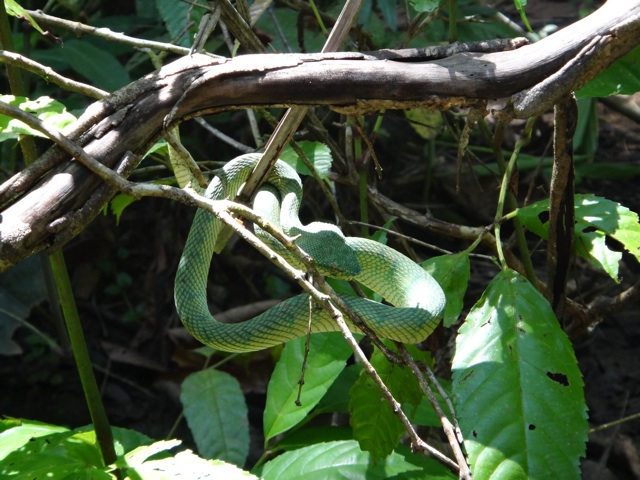 Un habitant de la forêt