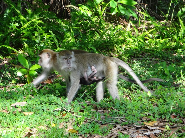 Un macaque avec son bébé