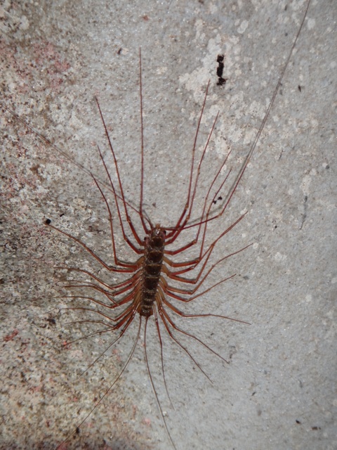 Un mille pattes mortel qui vit dans les grottes.