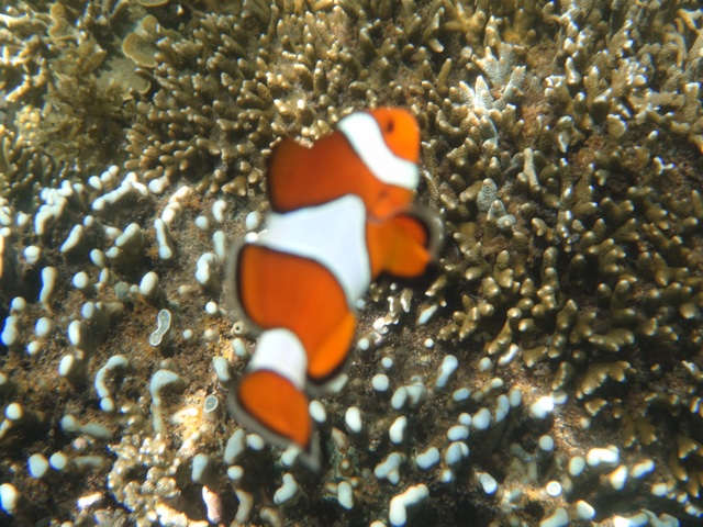 Il y avait deux petits Némo très friendl