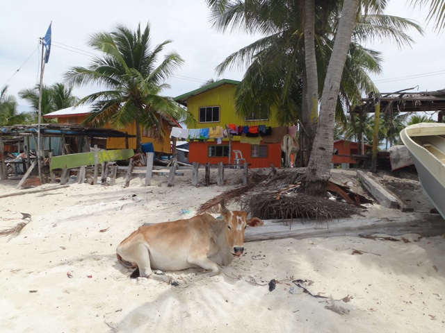 Des vaches sur la plage