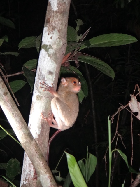 A tarsier