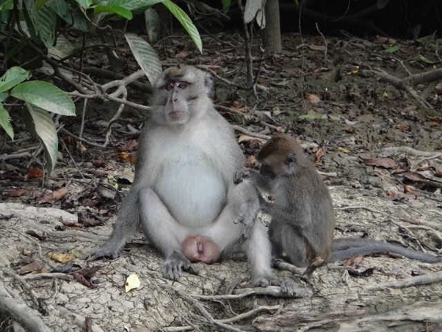 Long tail macaque