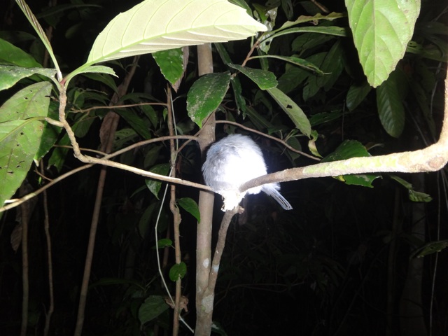 Sleeping bird during the night Walk