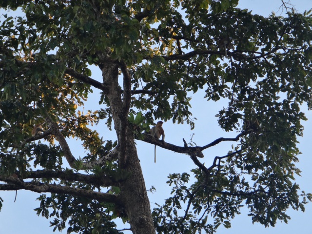 Un singe nasique male