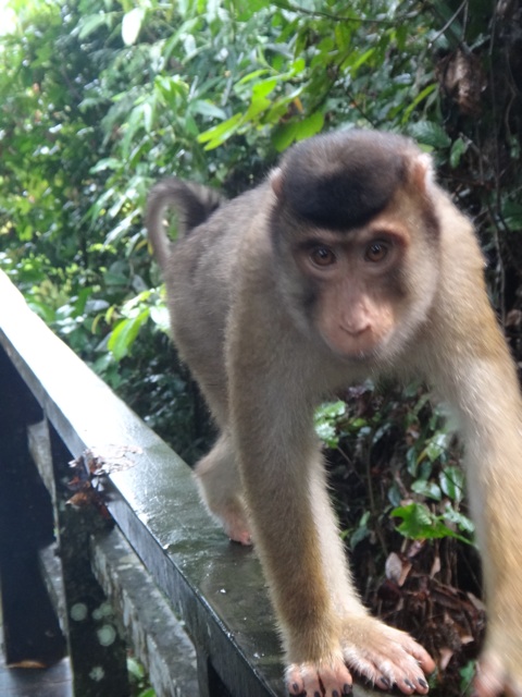 A short tail macaque