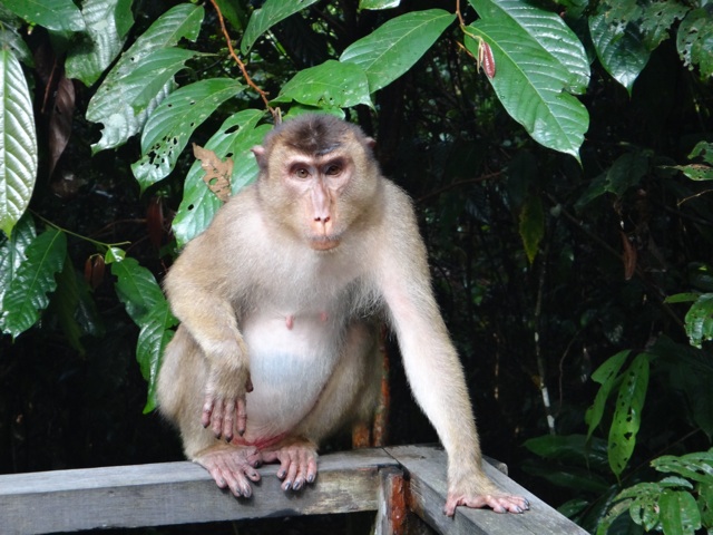 Un macaque