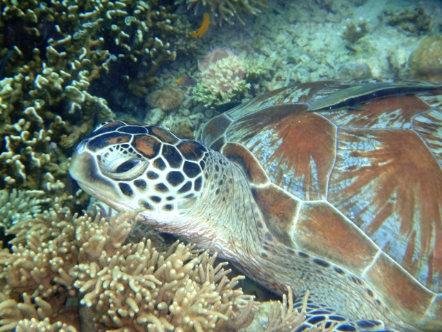 Green turtle