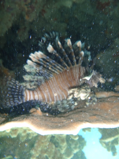 Lion fish