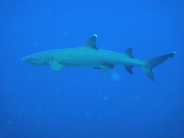 A White Tip reef shark