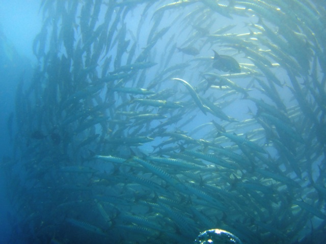 Le même banc de barracudas