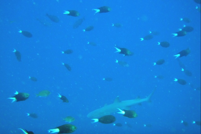 Un autre requin en arri&#232;re plan