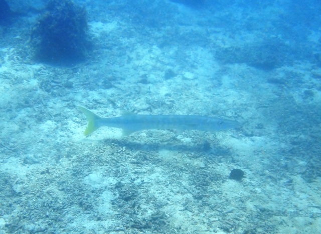 Un barracuda