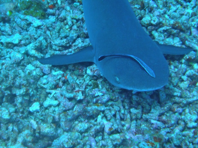 Un requin avec son poisson pilote