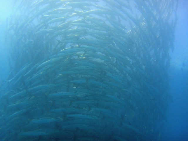 Un tourbillon de barracuda.